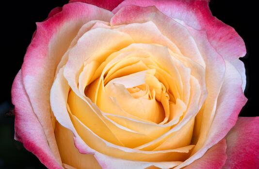 Intimate macro image emphasizing textured floral details and hues, Intricate macro composition showcasing multilayered petals with gradient colors on dark background photo