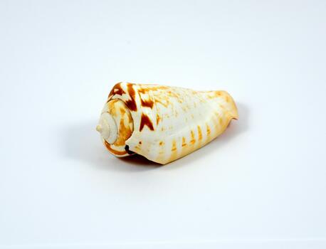 Sea shell of a cone snail Conus isolated on a white background photo