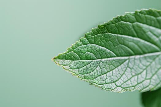 Bright green leaf edge with intricate veins stands out sharply, while a soft blur adds depth and calmness to the background, creating a serene natural scene photo