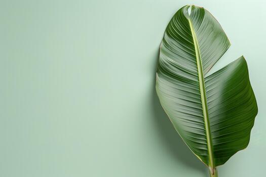 A vibrant banana leaf is displayed against a soft pastel background, showcasing its rich green colors and distinct texture. This composition brings a refreshing touch to any setting photo