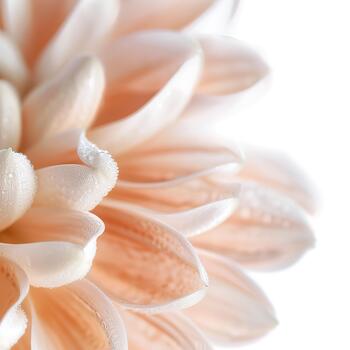 Close-up view of a chrysanthemum petal highlighting its delicate texture and soft colors. The flower's intricate layers create a beautiful visual effect against a white backdrop photo