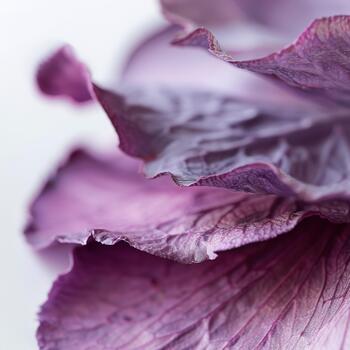 Close view of a violet petal edge highlighting its soft curves and intricate details. The petal is set against a clean white background, emphasizing its vibrant color and texture photo