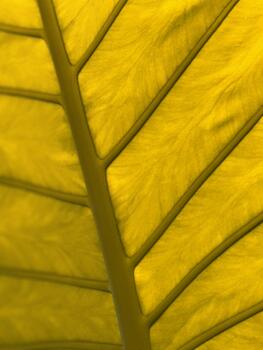 Closeup of vibrant yellow leaf texture with repeating pattern background and abstract theme photo