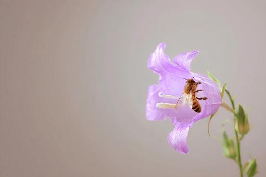 Bee interacting with a delicate purple flower on a soft pastel background photo