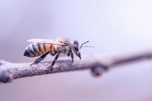 Bee resting on a branch with a minimalist pastel background in shallow depth photo