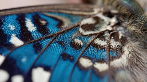 Close view of a butterfly wing showcasing stunning blue and black patterns in bright light photo
