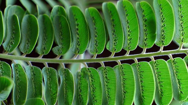 Detailed macro view of a leaf showing its intricate pattern and texture photo
