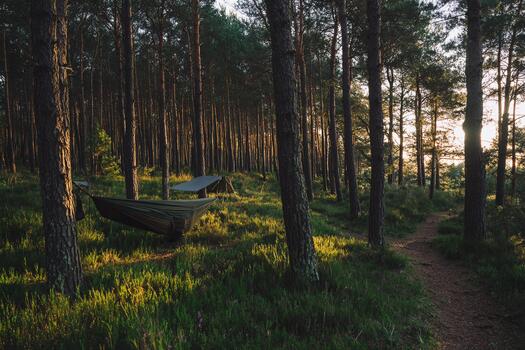 hamacas conjunto arriba Entre arboles en un pacífico bosque durante puesta de sol foto