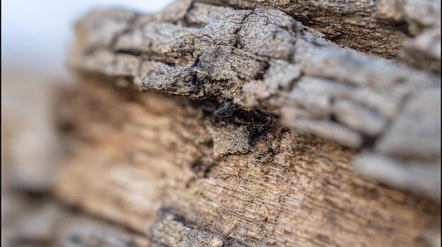 de cerca ver de madera textura revelador pequeño insecto en natural ajuste foto