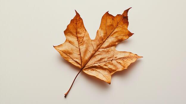marrón arce hoja descansando en un ligero superficie durante otoño temporada foto