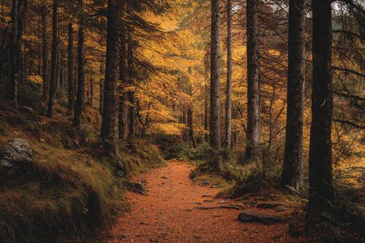Pathway through golden autumn forest with falling leaves and tall trees photo