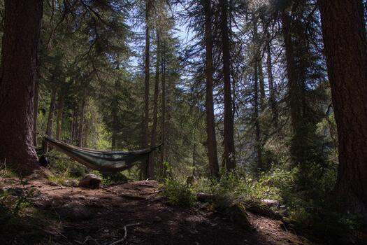 hamaca conjunto arriba en un sereno bosque rodeado por alto pino arboles foto