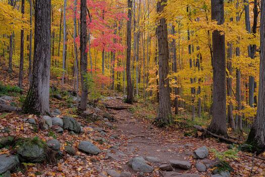 Autumn forest path with colorful leaves and rocky ground in daylight photo