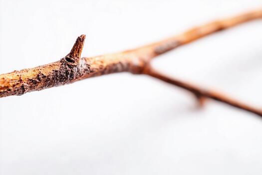 Macro view of a twig showcasing intricate details against a clean white backdrop photo