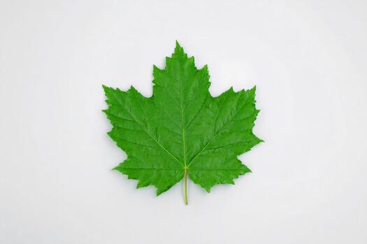 brillante verde arce hoja visto desde parte superior en contra un blanco antecedentes foto