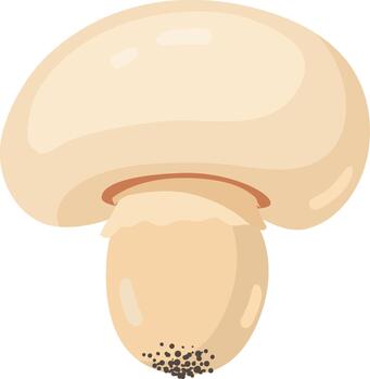 Fresh button mushroom illustration isolated on white background vector