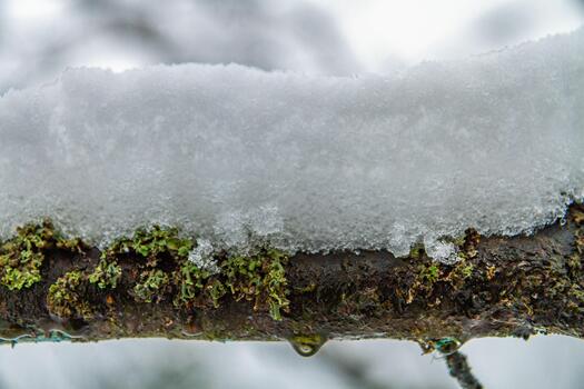 un macro foto de un cubierto de nieve árbol rama con hielo cristales y verde liquen. el detallado invierno textura refleja escarcha, derritiendo nieve, y natural patrones en el superficie.