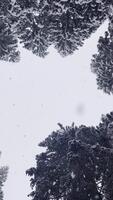 nevada mediante el bosque pabellón. un tranquilo ver desde abajo de copos de nieve suavemente que cae desde el cielo, enmarcado por el alto, nevadas tapas de hojas perennes arboles video