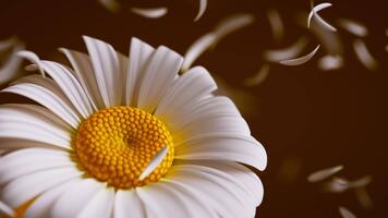 Soft 3D seamless loop of white daisies with shifting petals that move in smooth, relaxing patterns, forming a peaceful floral atmosphere inspired by bright spring nature. video