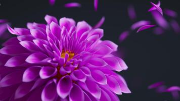 detaljerad 3d slinga som visar levande lila georginer svängande naturligtvis medan lösa kronblad flyta i de luft, skapande en raffinerad och lugn med blomtema visuell. video