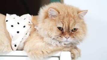 fluffig orange katt med kunglig gul ögon vilar lugnt på vit yta, visa upp mjuk päls och lekfull polka punkt tillbehör, tillsats charm till några miljö med dess unik stil video