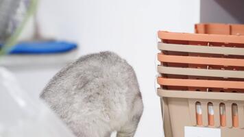nyfiken grå katt utforskar mysigt inomhus- Plats fylld med lagring korgar, dess mjuk päls kontrasterande med värma toner, skapande lugn atmosfär full av charm och lekfullhet video