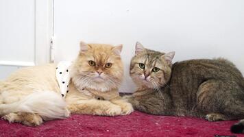 förtjusande fluffig katter vilar på röd matta, visa upp unik päls mönster. orange katt med polka punkt tillbehör lägger till charm, medan grå katt visas lugna och nyfiken, skapande härlig sällskapsdjur scen video