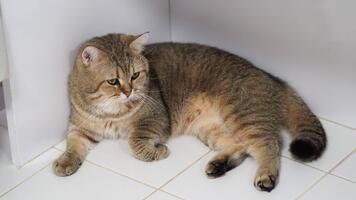 avkopplande tabby katt med mjuk päls och grön ögon vilar inomhus, visa upp lugna uppträdande och unik täcka mönster i lugn atmosfär på kaklade golv video