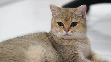 avslappnad kattdjur med mjuk, ljus brun päls vilar på slät yta, visa upp lugna uppträdande och mild natur, medan dess uttrycksfull ögon skapa älskvärd närvaro för några sällskapsdjur älskare video