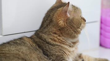 vicino su di domestico felino riposo, in mostra morbido pelliccia e calma profilo, la creazione di rilassato atmosfera con sereno sfondo suggerimenti di colore e calore video