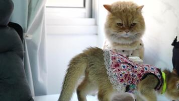 fluffig katt och små hund monter lekfull samspel i färgrik kläder, skapande charmig scen den där slingor deras unik personligheter och lekfull natur i mysigt inomhus- miljö video
