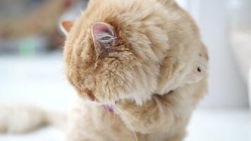 fluffig inhemsk katt grooming sig, visa upp söt mjuk päls och lekfull uttryck, framkallar värme och tillgivenhet medan förkroppsligande lugn och charm i detta härlig ögonblick video