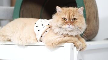 Fluffy grumpy cat lounging on cozy white surface, dressed in polka dot outfit, creates charming environment with cat tree in background, showcasing its relaxed demeanor and soft fur video