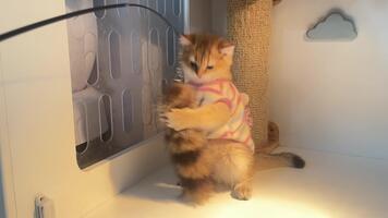 nyfiken kattdjur utforskar mysigt inomhus- Plats, visa upp lekfull charm i söt utrusta medan energisk kattunge interagerar med kliar sig posta, skapande glad atmosfär av utforskning video