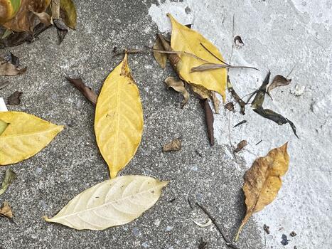 Yellow and Brown Leaves on Gray Surface with Textured Background and Natural Elements for Autumn and Seasonal Photography photo