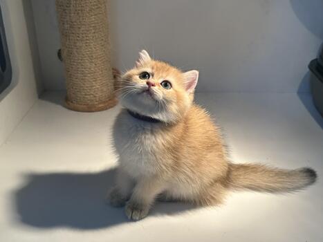 Cute fluffy orange kitten with curious expression sitting on white surface with scratching post in background, adorable pet cat looking up with bright eyes photo