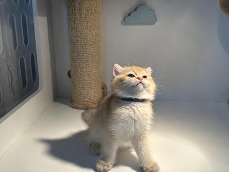 adorable mullido gatito sentado en un acogedor interior ambiente con juguetón expresión y curioso mirada hacia el techo, capturar un momento de felino alegría foto