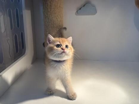 linda mullido gatito explorador un acogedor habitación, mirando curiosamente alrededor sus ambiente, con suave Encendiendo destacando sus juguetón comportamiento y adorable características. foto