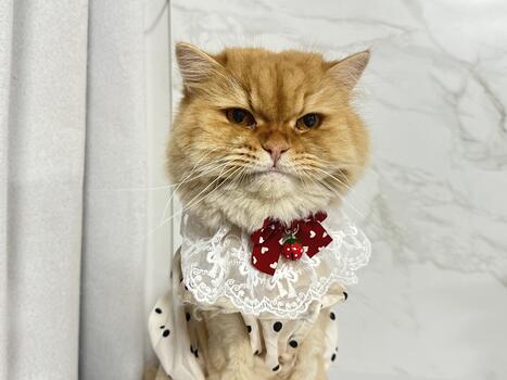 Adorable fluffy cat with a grumpy expression wearing a fancy outfit and a decorative collar against a marble background photo