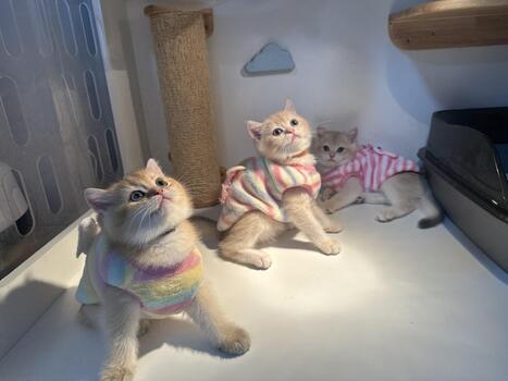 Adorable Playful Kittens in Colorful Sweaters Sitting Together on White Surface with Soft Light and Simple Background photo