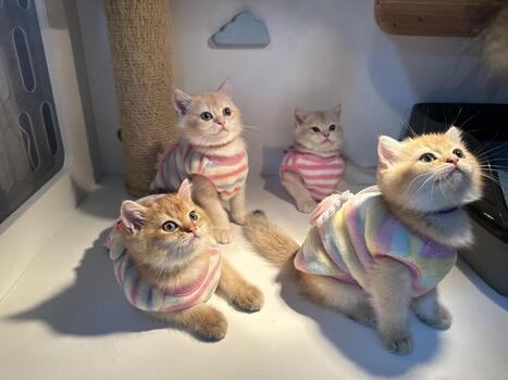 Adorable fluffy kittens in colorful striped sweaters sitting together, looking up with curiosity in a cozy indoor setting filled with playful charm. photo