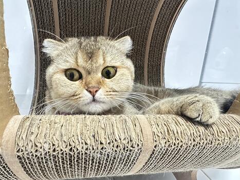 Close-Up of a Playful Cat Relaxing in Cardboard Scratch Post with Expressive Eyes and Upholstered Texture That Highlights Unique Features photo