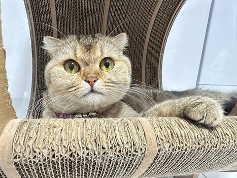 Adorable cat with big green eyes lounging on a stylish scratching post, showcasing its playful demeanor and unique features in a cozy setting photo