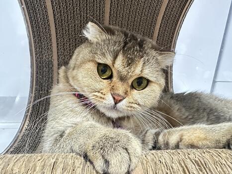 Adorable Cat with Big Eyes Relaxing on a Scratching Post, Capturing the Essence of Playfulness and Curiosity in a Cozy Home Environment photo