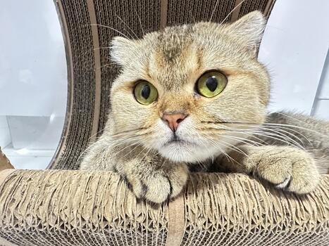 Adorable cat with expressive eyes relaxing on a scratching post, showcasing unique fur patterns and captivating gaze in a cozy indoor setting photo