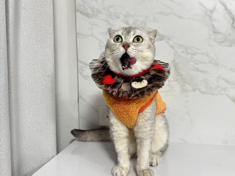 Silly Cat with Colorful Collar and Playful Expression in a Bright Indoor Setting photo