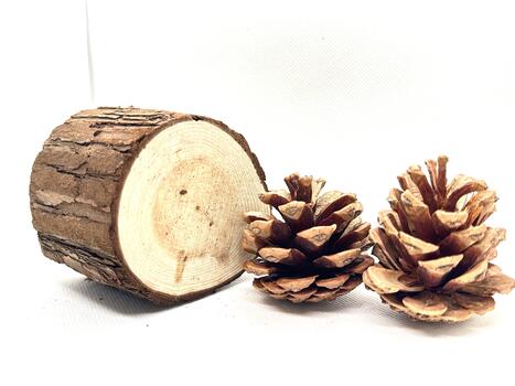 Natural Wood Log and Pine Cones on White Background Ideal for Eco-Friendly Themes, Crafts, or Nature-Based Projects photo