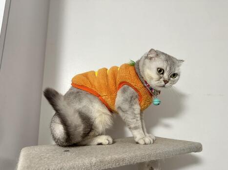 Cute gray cat wearing an orange sweater with a bell on its collar sitting on a scratch post with a curious expression in a bright indoor setting photo