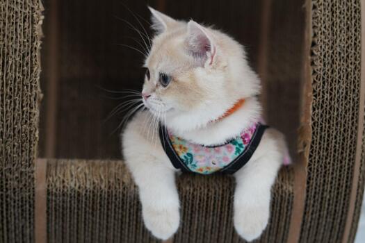 Adorable light-colored cat relaxing in a cozy scratching post environment, showcasing curiosity and playful demeanor in a serene setting photo