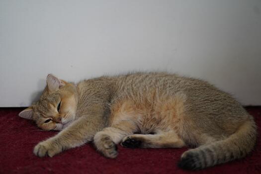 Cozy Golden Cat Relaxing on Red Carpet Near White Wall in Warm Indoor Setting While Enjoying a Peaceful Nap in the Afternoon Sunlight photo